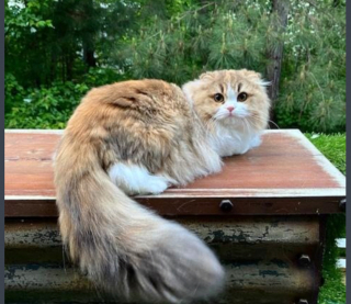 Illustration de l'article : 20 photos du Scottish Fold, chat aux oreilles rabattues et au charme irr&eacute;sistible