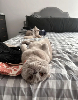 Illustration de l'article : 20 photos du Scottish Fold, chat aux oreilles rabattues et au charme irr&eacute;sistible