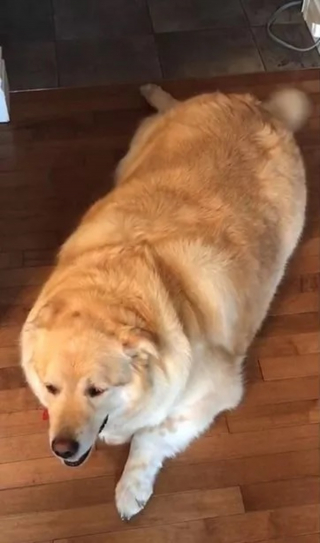 Illustration de l'article : La métamorphose étonnante d'un Golden Retriever en surpoids devenu chien de thérapie dans les hôpitaux