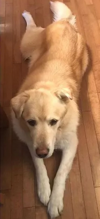 Illustration de l'article : La métamorphose étonnante d'un Golden Retriever en surpoids devenu chien de thérapie dans les hôpitaux