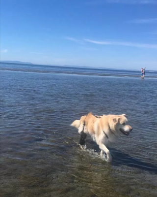 Illustration de l'article : La métamorphose étonnante d'un Golden Retriever en surpoids devenu chien de thérapie dans les hôpitaux