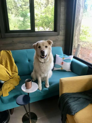 Illustration de l'article : La métamorphose étonnante d'un Golden Retriever en surpoids devenu chien de thérapie dans les hôpitaux