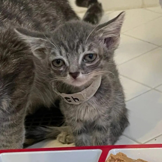 Illustration de l'article : Un minuscule chaton en proie à de multiples problèmes de santé surmonte tous les obstacle grâce à l'amour