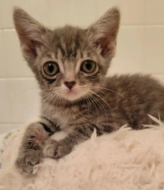 Illustration de l'article : Un minuscule chaton en proie à de multiples problèmes de santé surmonte tous les obstacle grâce à l'amour