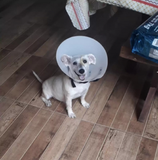 Illustration de l'article : L'émouvante réaction d'un chien qui retrouve son maître après avoir recouvré la vision grâce à une opération