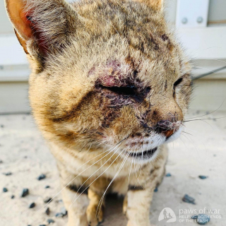 Illustration de l'article : Une militaire refuse de laisser tomber le chat qu’elle a sauvé lors d’une mission à l’étranger