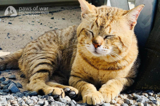 Illustration de l'article : Une militaire refuse de laisser tomber le chat qu’elle a sauvé lors d’une mission à l’étranger