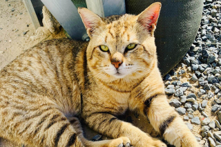 Illustration de l'article : Une militaire refuse de laisser tomber le chat qu’elle a sauvé lors d’une mission à l’étranger