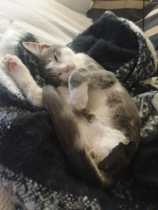 Illustration de l'article : Ce chaton gravement blessé à la patte a été sauvé de la rue et se bat pour mener une vie normale