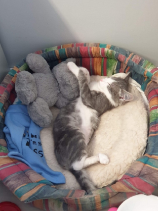 Illustration de l'article : Ce chaton gravement blessé à la patte a été sauvé de la rue et se bat pour mener une vie normale