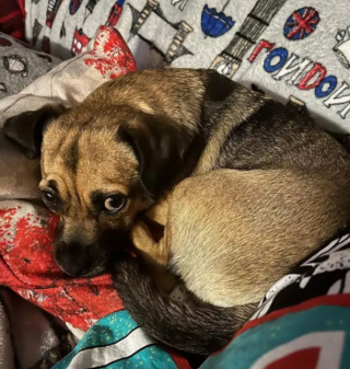 Illustration de l'article : 19 chiens aux "sourcils" fascinants qui leur procurent un regard encore plus expressif