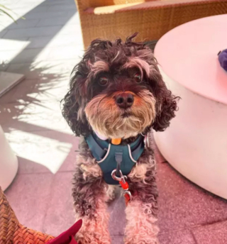 Illustration de l'article : 19 chiens aux "sourcils" fascinants qui leur procurent un regard encore plus expressif