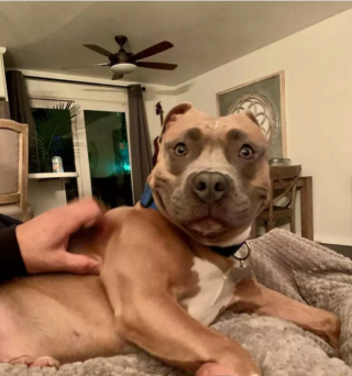 Illustration de l'article : 19 chiens aux "sourcils" fascinants qui leur procurent un regard encore plus expressif