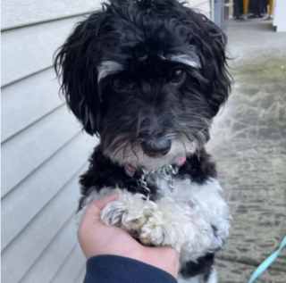 Illustration de l'article : 19 chiens aux "sourcils" fascinants qui leur procurent un regard encore plus expressif