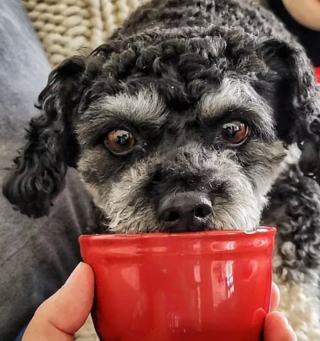 Illustration de l'article : 19 chiens aux "sourcils" fascinants qui leur procurent un regard encore plus expressif