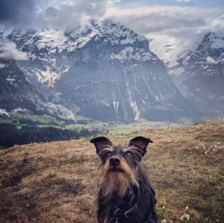 Illustration de l'article : 19 chiens aux "sourcils" fascinants qui leur procurent un regard encore plus expressif