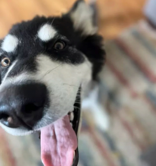 Illustration de l'article : 19 chiens aux "sourcils" fascinants qui leur procurent un regard encore plus expressif