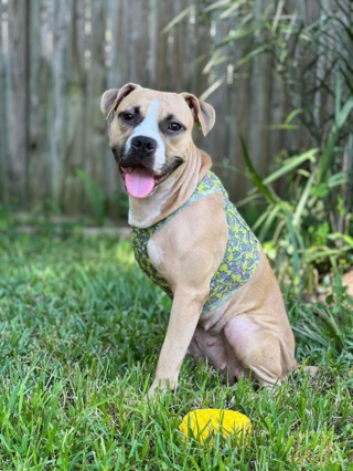 Illustration de l'article : L'histoire touchante de Maci, chienne à 3 pattes prête à offrir tout son amour