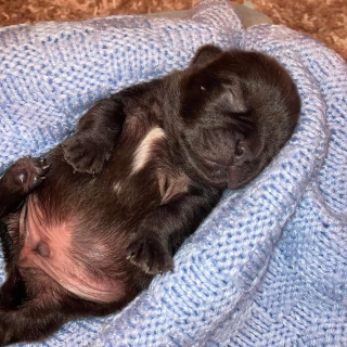 Illustration de l'article : 5 chiots tout juste nés ont été retrouvés abandonnés dans une forêt, par un promeneur