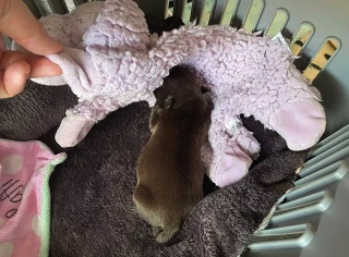 Illustration de l'article : 5 chiots tout juste nés ont été retrouvés abandonnés dans une forêt, par un promeneur