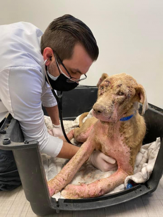 Illustration de l'article : Gravement négligé, ce chiot de 10 mois est sauvé par une association et se métamorphose en quelques semaines