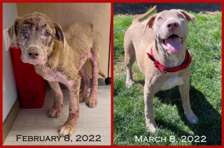 Illustration de l'article : Gravement négligé, ce chiot de 10 mois est sauvé par une association et se métamorphose en quelques semaines