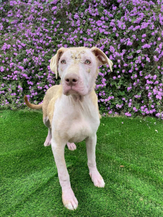 Illustration de l'article : Gravement négligé, ce chiot de 10 mois est sauvé par une association et se métamorphose en quelques semaines