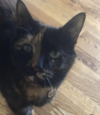 Illustration de l'article : Une chatte borgne est ramenée à ses propriétaires par des enfants, après 3 mois de disparition