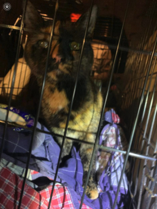 Illustration de l'article : Une chatte borgne est ramenée à ses propriétaires par des enfants, après 3 mois de disparition