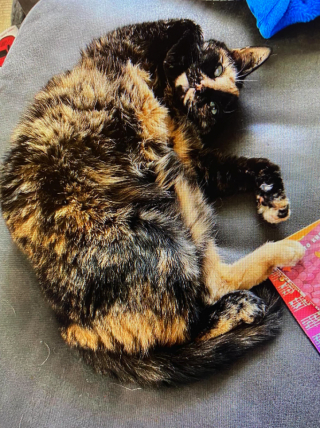 Illustration de l'article : Une chatte borgne est ramenée à ses propriétaires par des enfants, après 3 mois de disparition