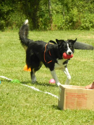 Illustration de l'article : Inscriptions ouvertes pour les Doggy Games France, événement convivial axé sur l’éducation positive des chiens