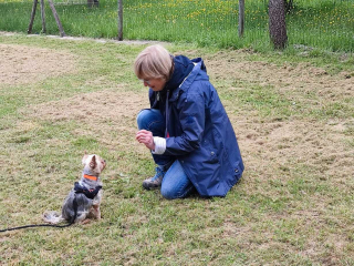Illustration de l'article : Inscriptions ouvertes pour les Doggy Games France, événement convivial axé sur l’éducation positive des chiens