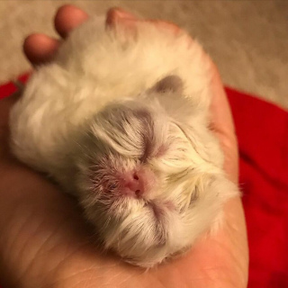 Illustration de l'article : 12 photos racontant l'histoire d'un chaton miraculé et aux airs de grand-père