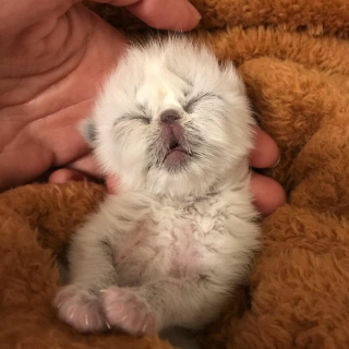 Illustration de l'article : 12 photos racontant l'histoire d'un chaton miraculé et aux airs de grand-père