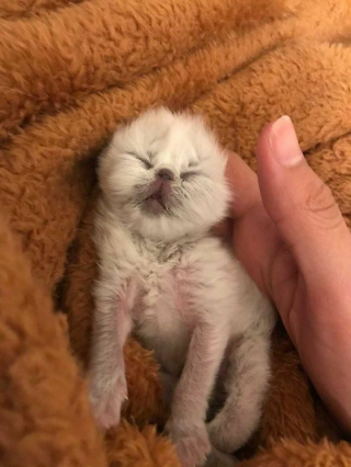 Illustration de l'article : 12 photos racontant l'histoire d'un chaton miraculé et aux airs de grand-père