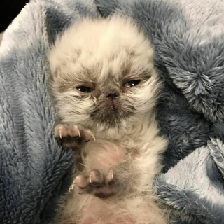 Illustration de l'article : 12 photos racontant l'histoire d'un chaton miraculé et aux airs de grand-père