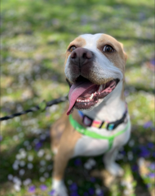 Illustration de l'article : Découverte sur une couverture dans un bâtiment abandonné, cette chienne a désormais un vrai lit douillet et bien plus encore !