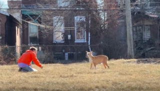 Illustration de l'article : Découverte sur une couverture dans un bâtiment abandonné, cette chienne a désormais un vrai lit douillet et bien plus encore !
