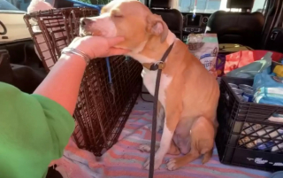 Illustration de l'article : Découverte sur une couverture dans un bâtiment abandonné, cette chienne a désormais un vrai lit douillet et bien plus encore !