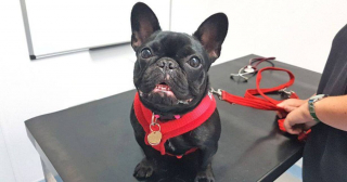 Illustration de l'article : À cause de son nez plat, ce jeune Bouledogue doit subir une opération chirurgicale pour mieux respirer