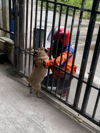 Illustration de l'article : Pour que son chien puisse revoir son livreur préféré, une femme commande une multitude d’articles sur internet