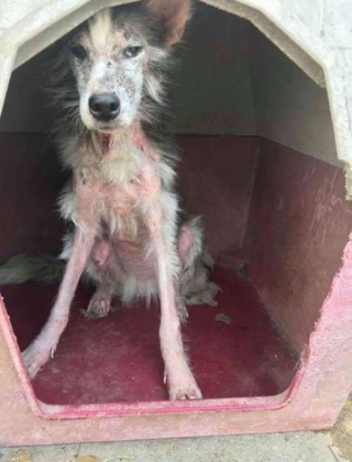Illustration de l'article : Une chienne en piteux état est soignée et ses sauveurs découvrent enfin de quelle race il s’agit