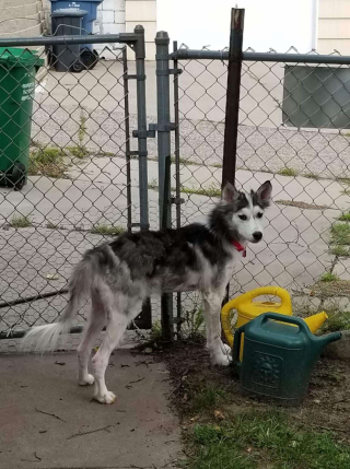 Illustration de l'article : Une chienne en piteux état est soignée et ses sauveurs découvrent enfin de quelle race il s’agit