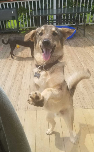 Illustration de l'article : Un militaire pensait ne plus jamais revoir son ami canin rencontré en Afghanistan, mais sa famille lui réservait une belle surprise