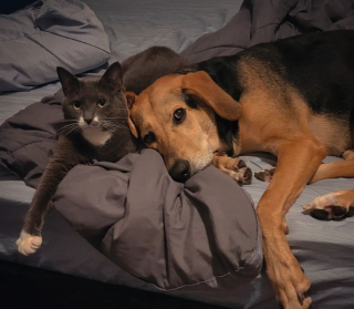 Illustration de l'article : Depuis leur rencontre, ce chat et ce chien sont devenus les meilleurs amis du monde (vidéo)