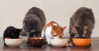 Illustration de l'article : 12 dépenses essentielles que tout propriétaire de chat doit prévoir