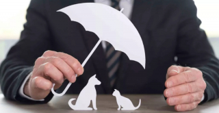 Illustration de l'article : 12 dépenses essentielles que tout propriétaire de chat doit prévoir