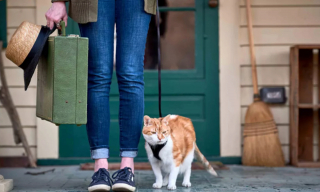 Illustration de l'article : 12 dépenses essentielles que tout propriétaire de chat doit prévoir