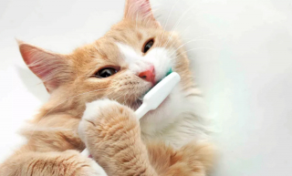 Illustration de l'article : 12 dépenses essentielles que tout propriétaire de chat doit prévoir