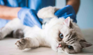 Illustration de l'article : 12 dépenses essentielles que tout propriétaire de chat doit prévoir